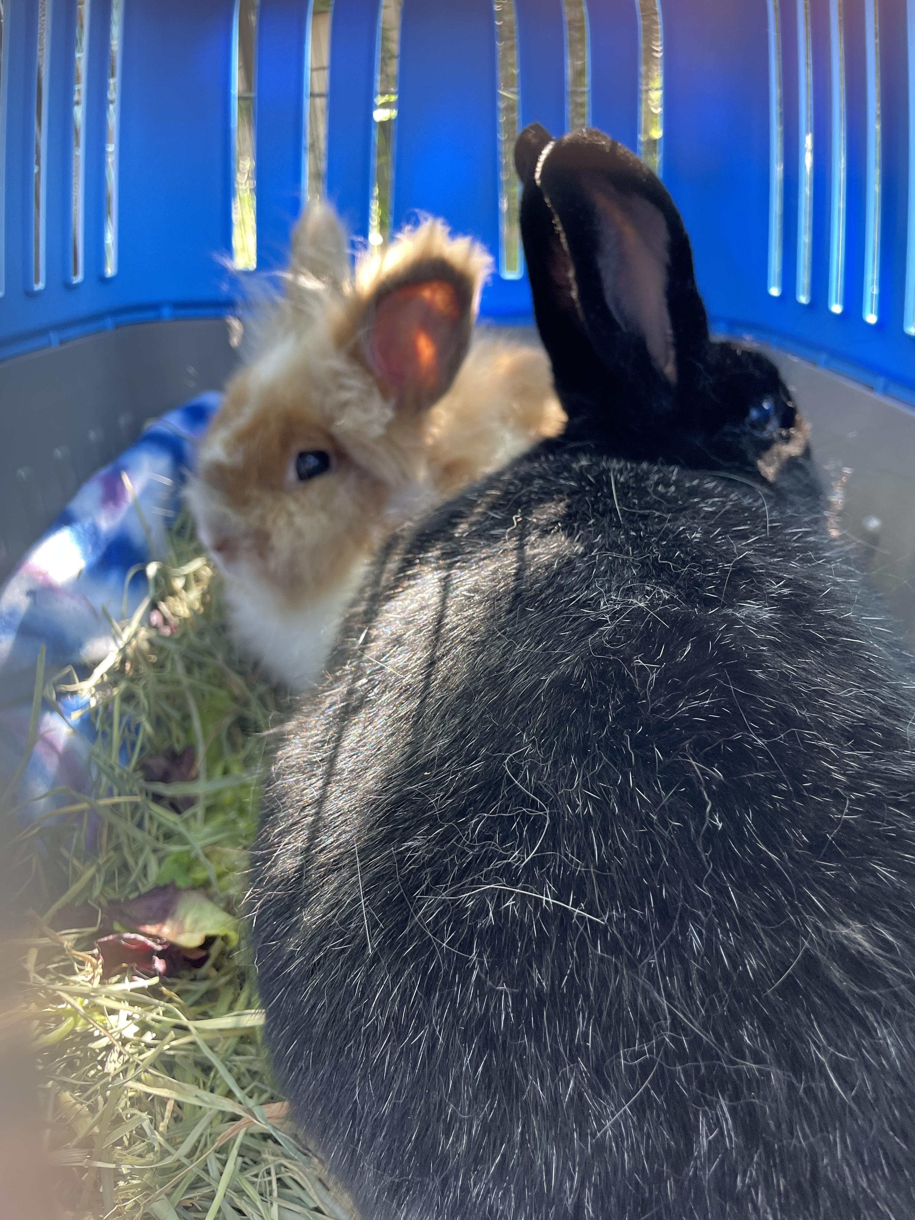 Travis (& Theodore), a Adopted Dwarf in Holiday, FL image 5/6