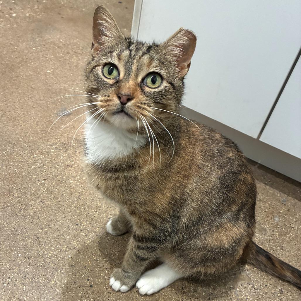 Enlarge Nala, a Adoptable Domestic Short Hair in Skokie, IL image 1/4