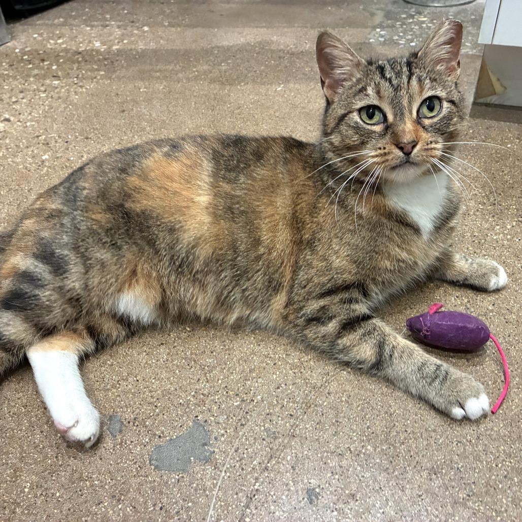 Enlarge Nala, a Adoptable Domestic Short Hair in Skokie, IL image 2/4