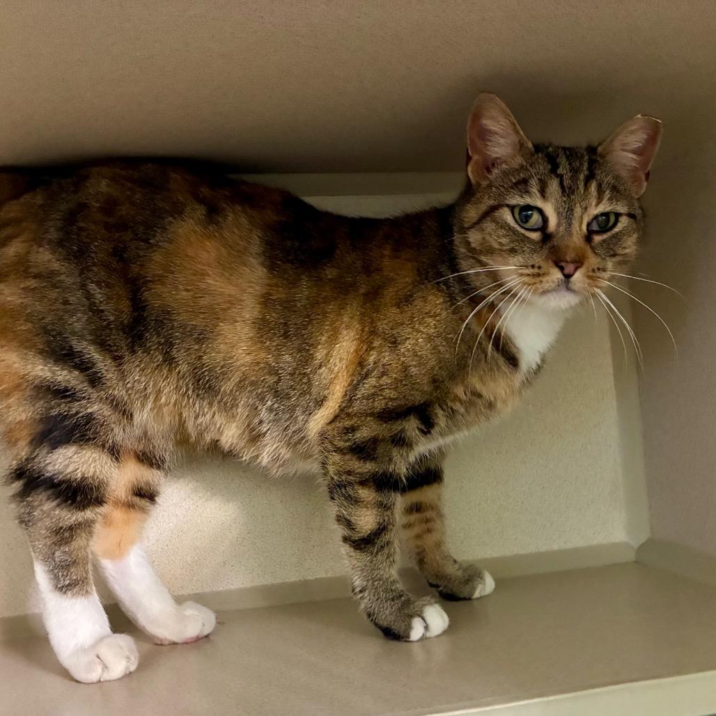Enlarge Nala, a Adoptable Domestic Short Hair in Skokie, IL image 3/4