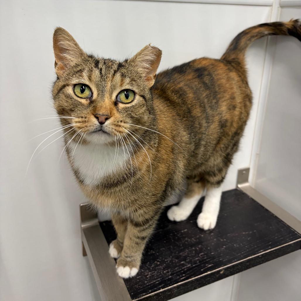 Enlarge Nala, a Adoptable Domestic Short Hair in Skokie, IL image 4/4