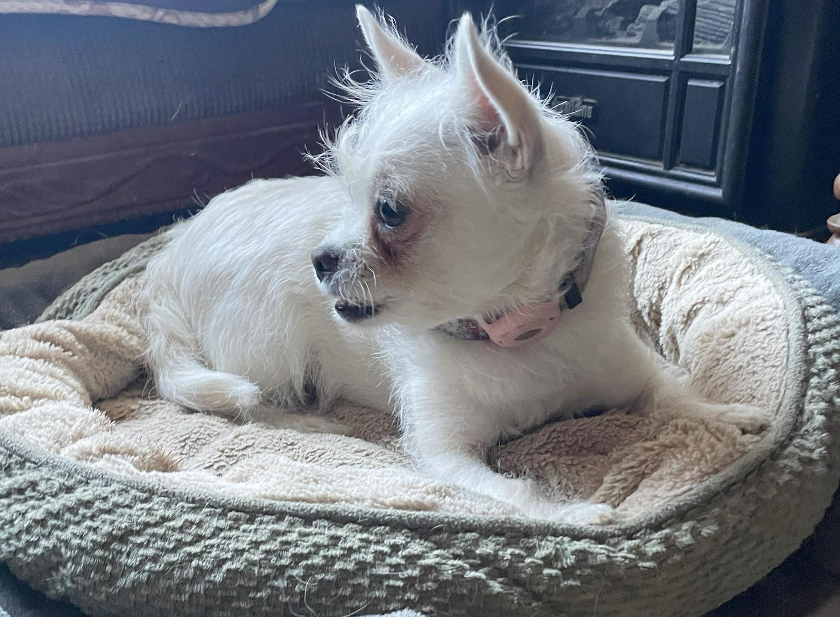 Teeny, a Adoptable mixed breed in Phoenix, AZ image 1/2