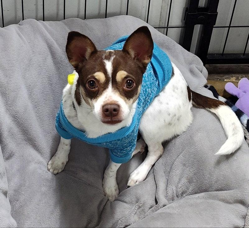 Enlarge Puppy Chow, a Adoptable mixed breed in Mukwonago, WI image 1/1