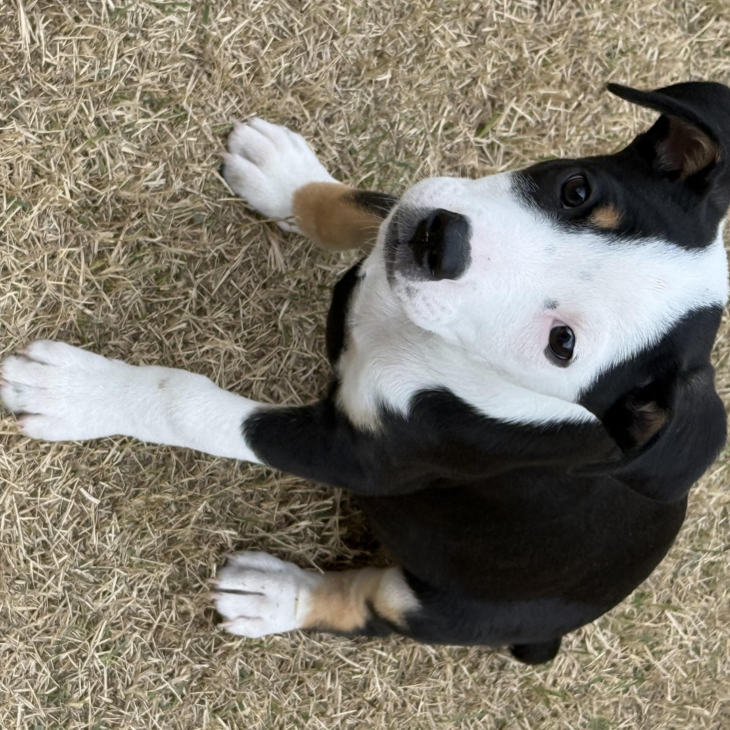 Enlarge Lana*, a ADOPTABLE mixed breed in West Warwick, RI image 3/6