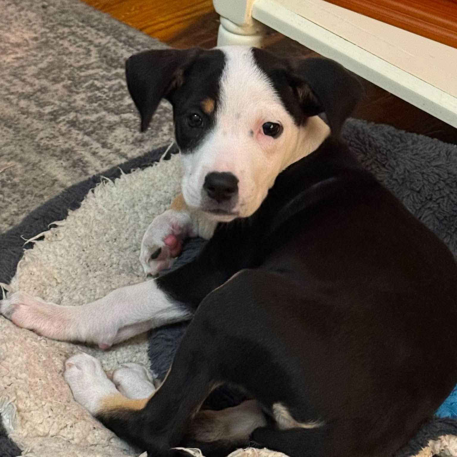 Enlarge Lana*, a ADOPTABLE mixed breed in West Warwick, RI image 2/6