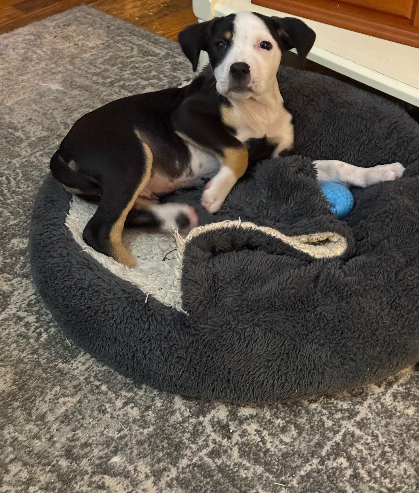Enlarge Lana*, a ADOPTABLE mixed breed in West Warwick, RI image 5/6