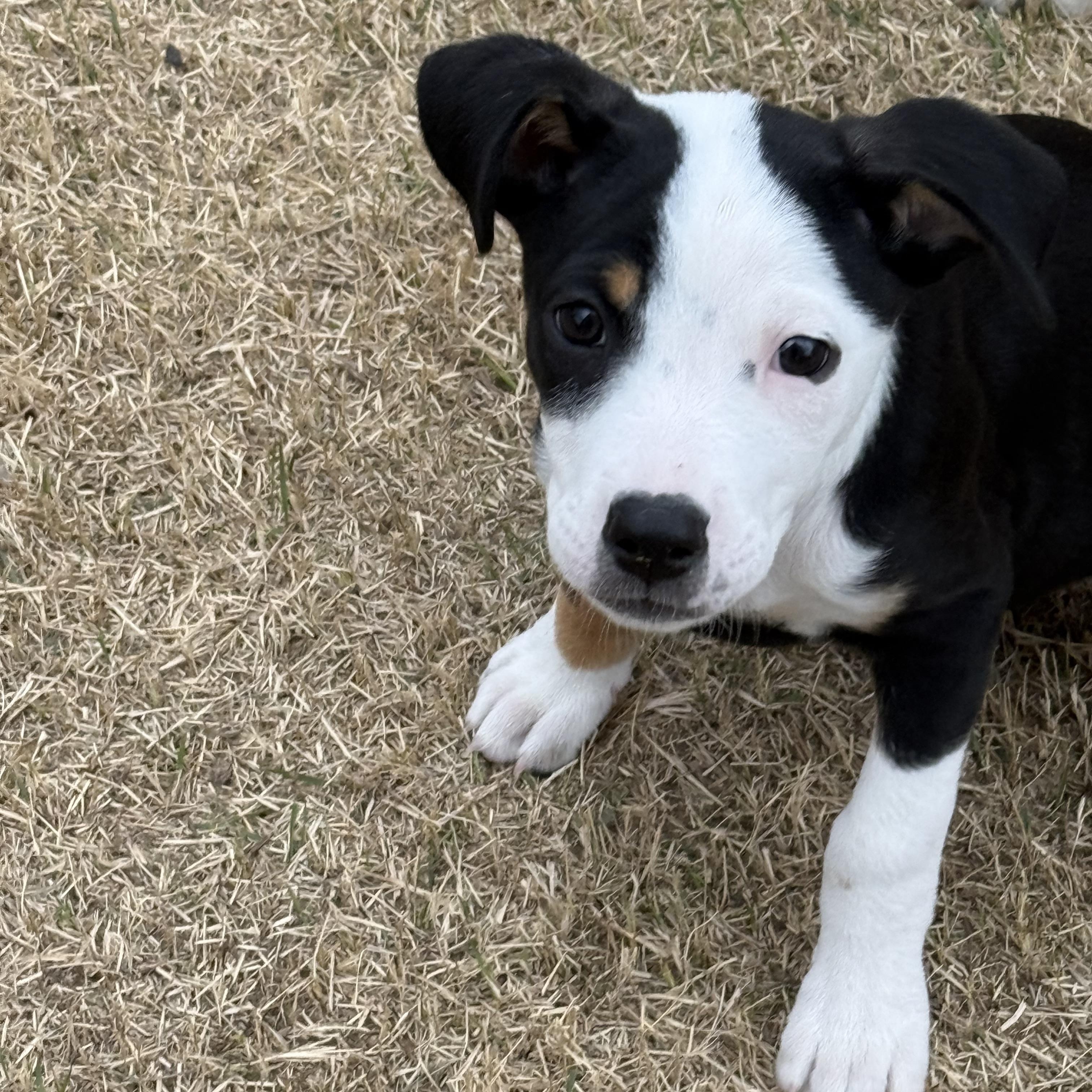 Enlarge Lana*, a ADOPTABLE mixed breed in West Warwick, RI image 6/6