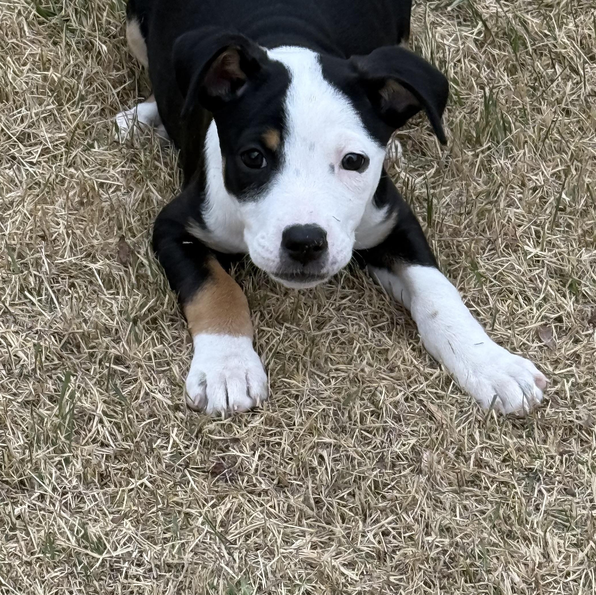 Enlarge Lana*, a ADOPTABLE mixed breed in West Warwick, RI image 1/6