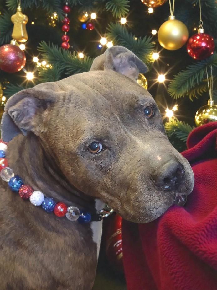 Enlarge Gracie Loo, a ADOPTABLE mixed breed in Lakeland, FL image 2/6