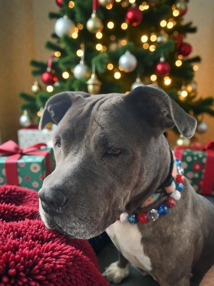 Gracie Loo, ADOPTABLE, Adult Female American Staffordshire Terrier.