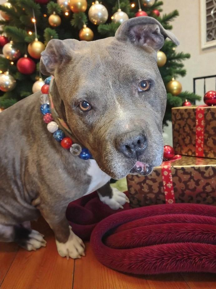 Enlarge Gracie Loo, a ADOPTABLE mixed breed in Lakeland, FL image 6/6