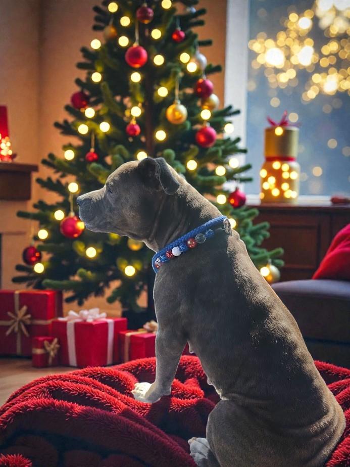 Enlarge Gracie Loo, a ADOPTABLE mixed breed in Lakeland, FL image 4/6