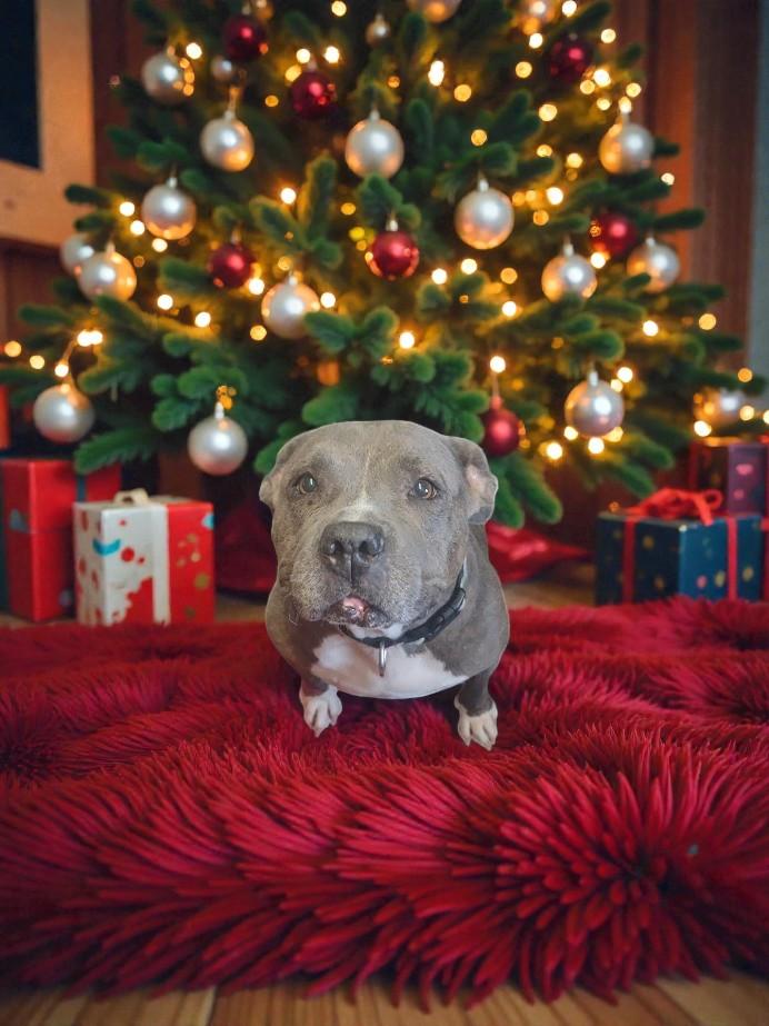 Enlarge Gracie Loo, a ADOPTABLE mixed breed in Lakeland, FL image 3/6