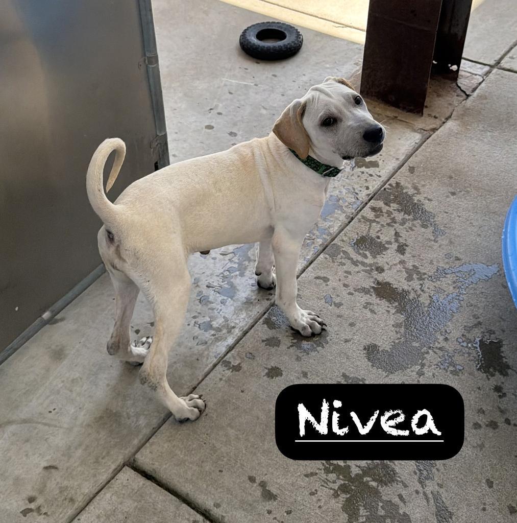 Nivea, Adoptable, Puppy Female Labrador Retriever & Mixed Breed.