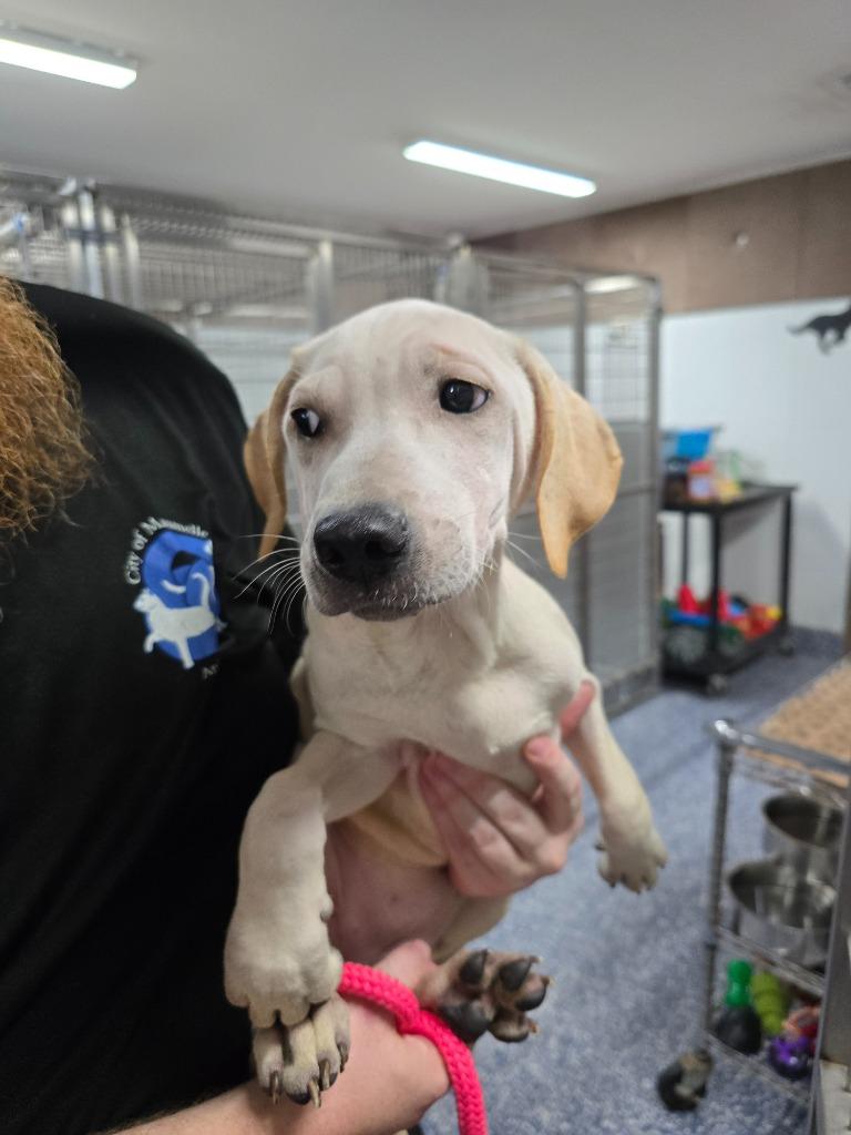 Nivea, a Adoptable mixed breed in Maumelle, AR image 4/4