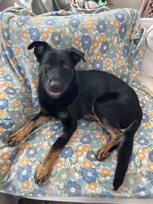 Kenzie, Adoptable, Adult Female German Shepherd Dog & Mixed Breed.