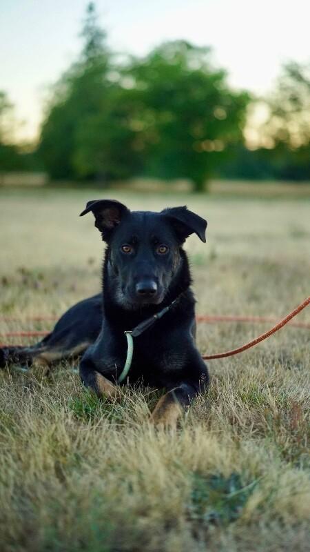Enlarge Kenzie, a Adoptable mixed breed in North Bend, WA image 2/6