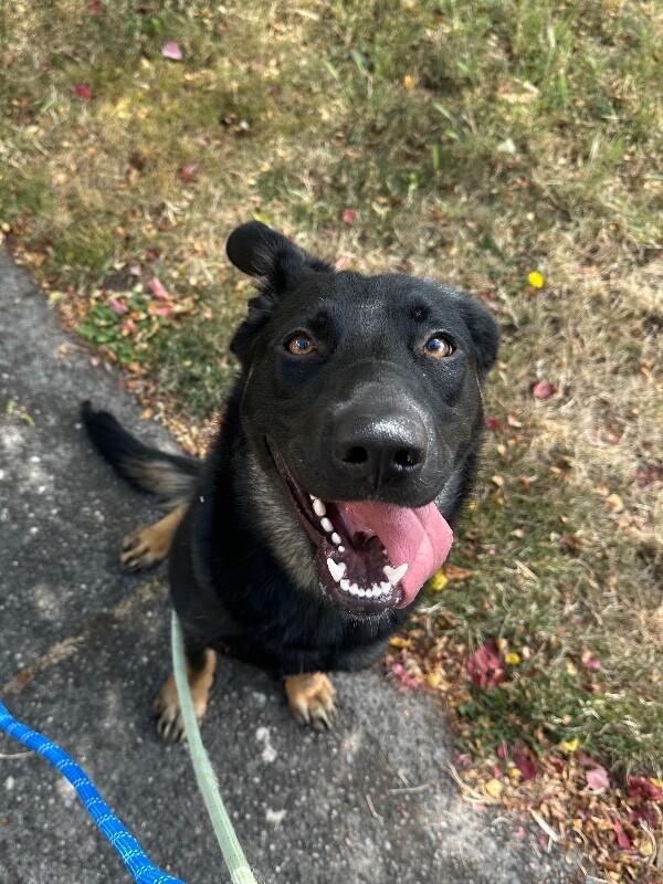 Enlarge Kenzie, a Adoptable mixed breed in North Bend, WA image 3/6