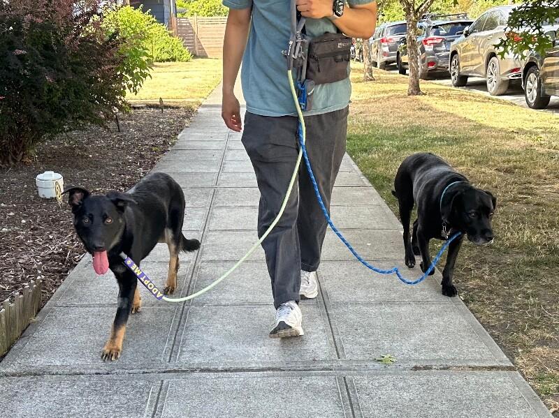 Enlarge Kenzie, a Adoptable mixed breed in North Bend, WA image 5/6