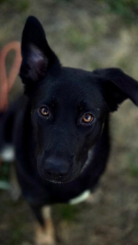 Enlarge Kenzie, a Adoptable mixed breed in North Bend, WA image 6/6