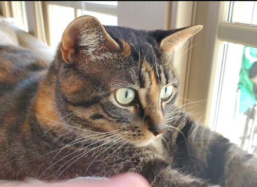 Enlarge Makka and Nala, a Adoptable Domestic Short Hair in Seven Valleys, PA image 1/6