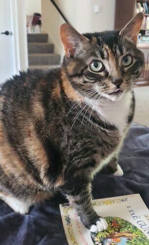 Enlarge Makka and Nala, a Adoptable Domestic Short Hair in Seven Valleys, PA image 2/6