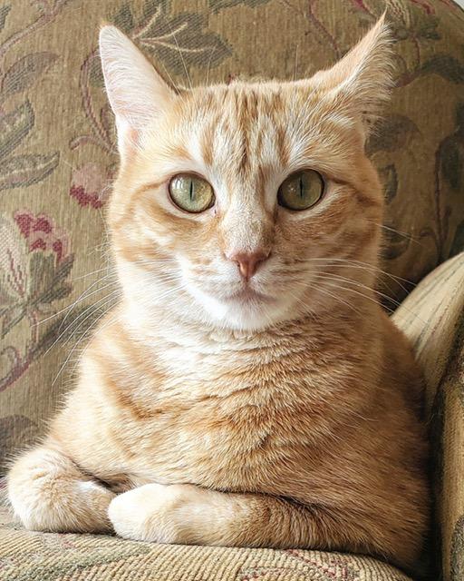 Enlarge Makka and Nala, a Adoptable Domestic Short Hair in Seven Valleys, PA image 3/6