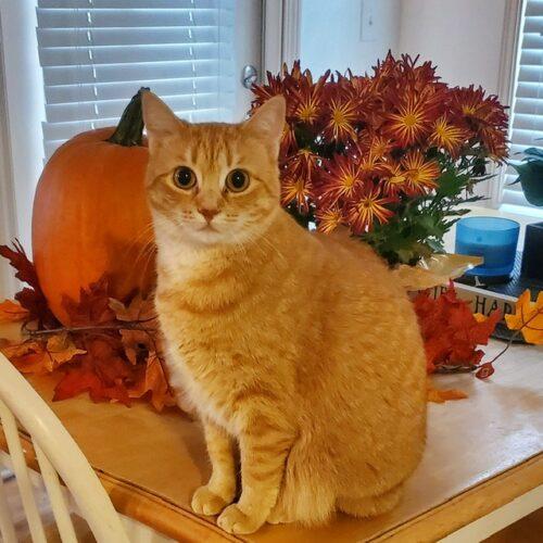 Makka and Nala — thumbnail 4