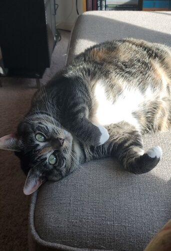 Enlarge Makka and Nala, a Adoptable Domestic Short Hair in Seven Valleys, PA image 5/6