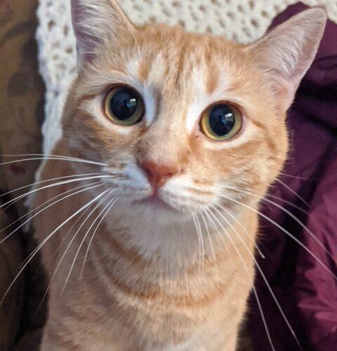 Enlarge Makka and Nala, a Adoptable Domestic Short Hair in Seven Valleys, PA image 6/6
