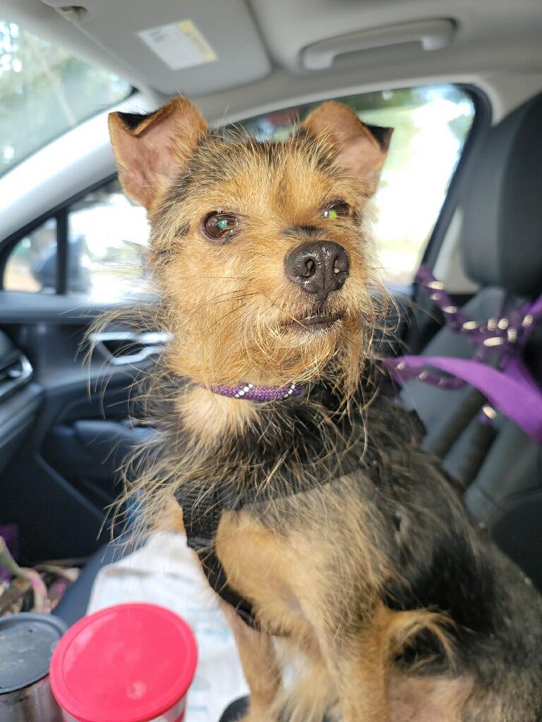 Enlarge Duke of Earl, a Adoptable Yorkshire Terrier in Greenville, SC image 1/1