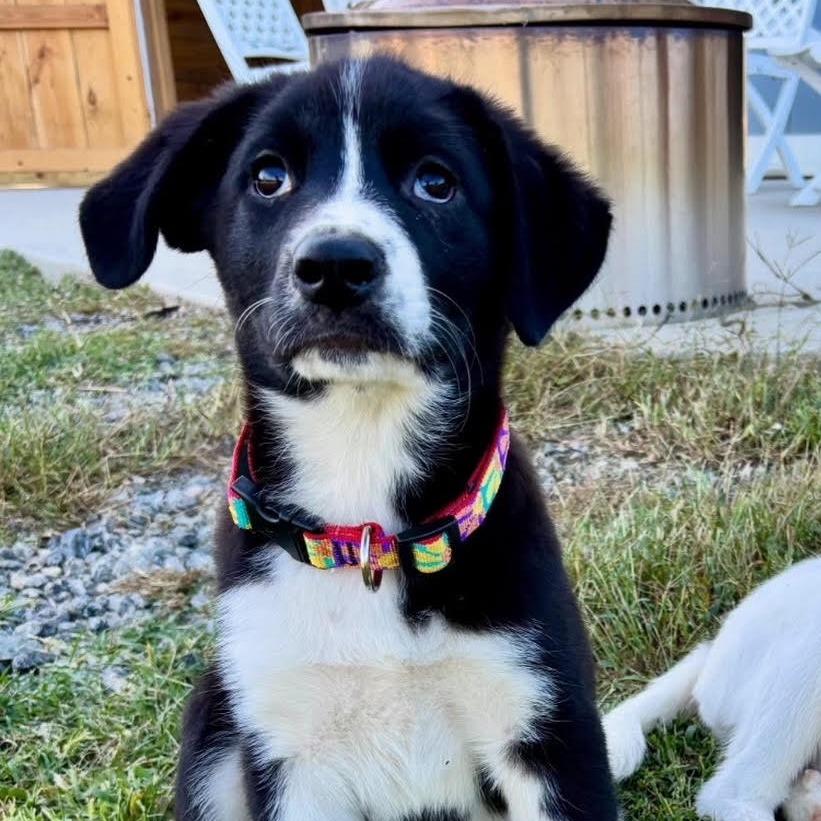 Winnie, adopted, Young Female Labrador Retriever.