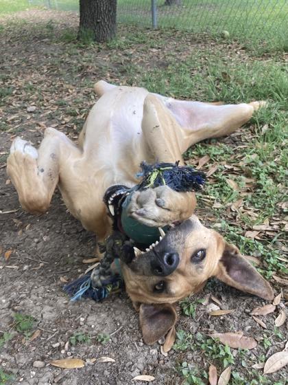 Coop — thumbnail 2