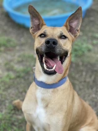 Coop — thumbnail 3