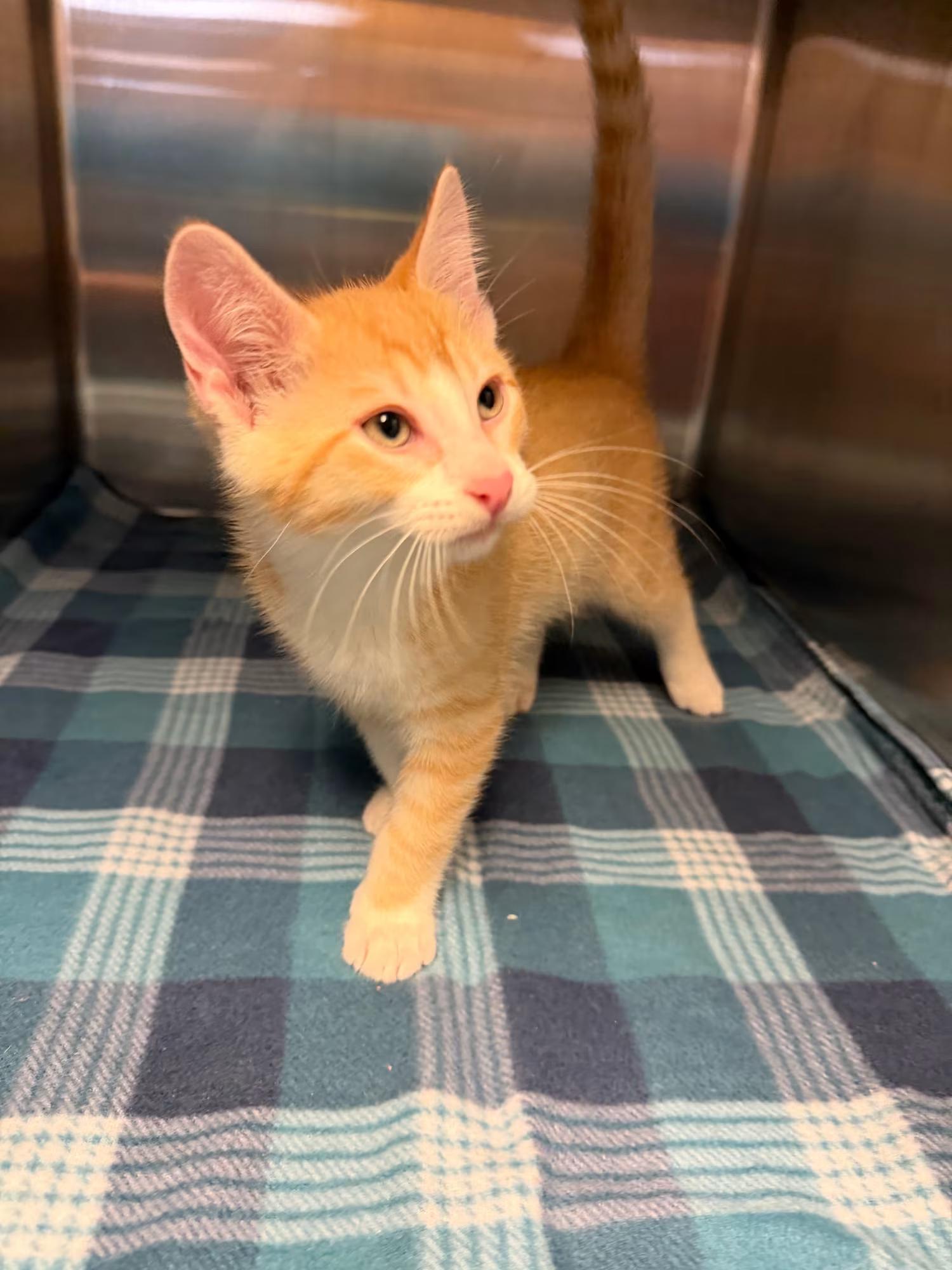 Enlarge Giraffe, a Adoptable Domestic Short Hair in Sterling Heights, MI image 2/2