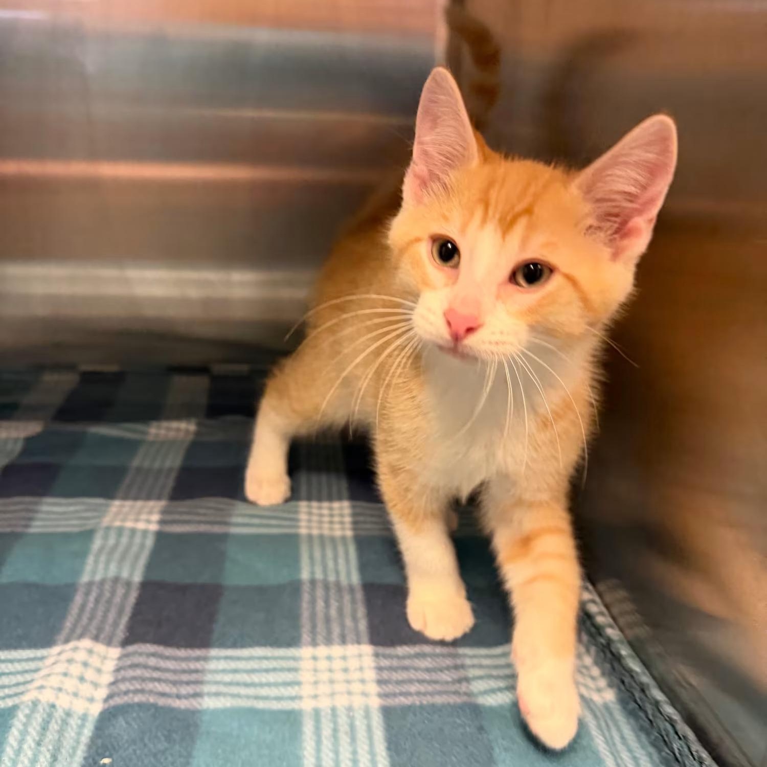 Giraffe, Adoptable, Kitten Male Domestic Short Hair.