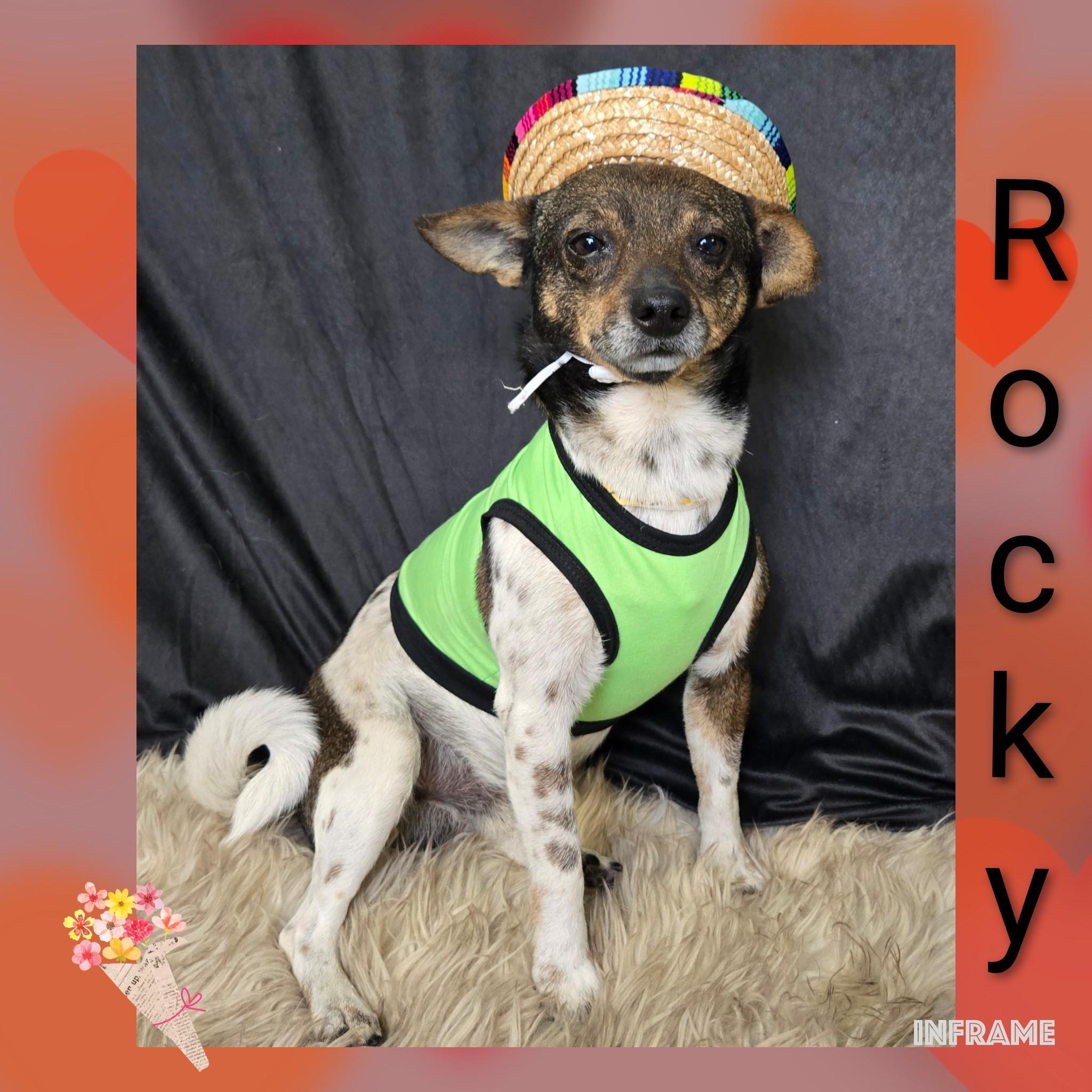 Enlarge Rocky, a ADOPTABLE mixed breed in Fredericksburg, VA image 6/6