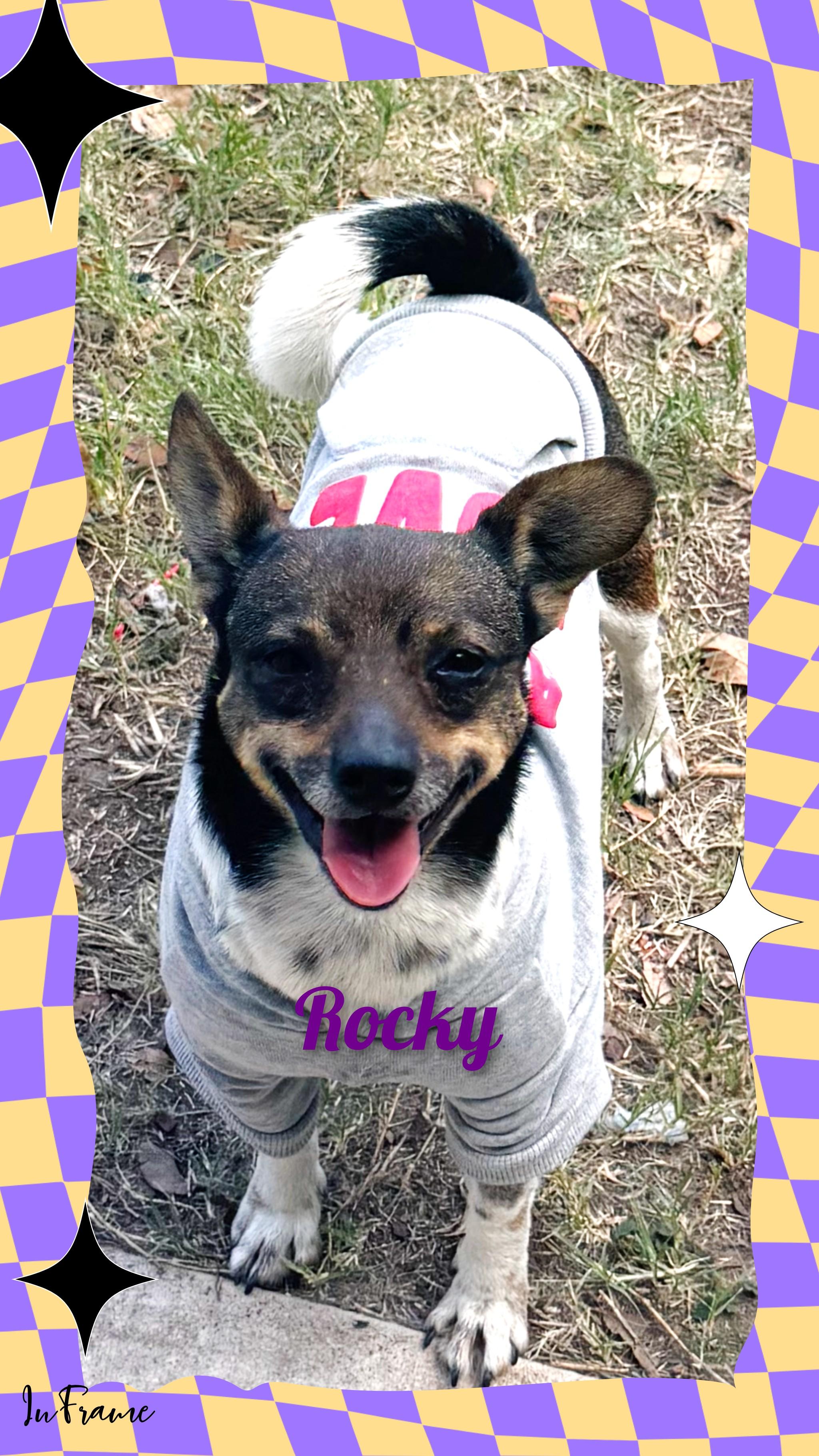 Enlarge Rocky, a ADOPTABLE mixed breed in Fredericksburg, VA image 4/6