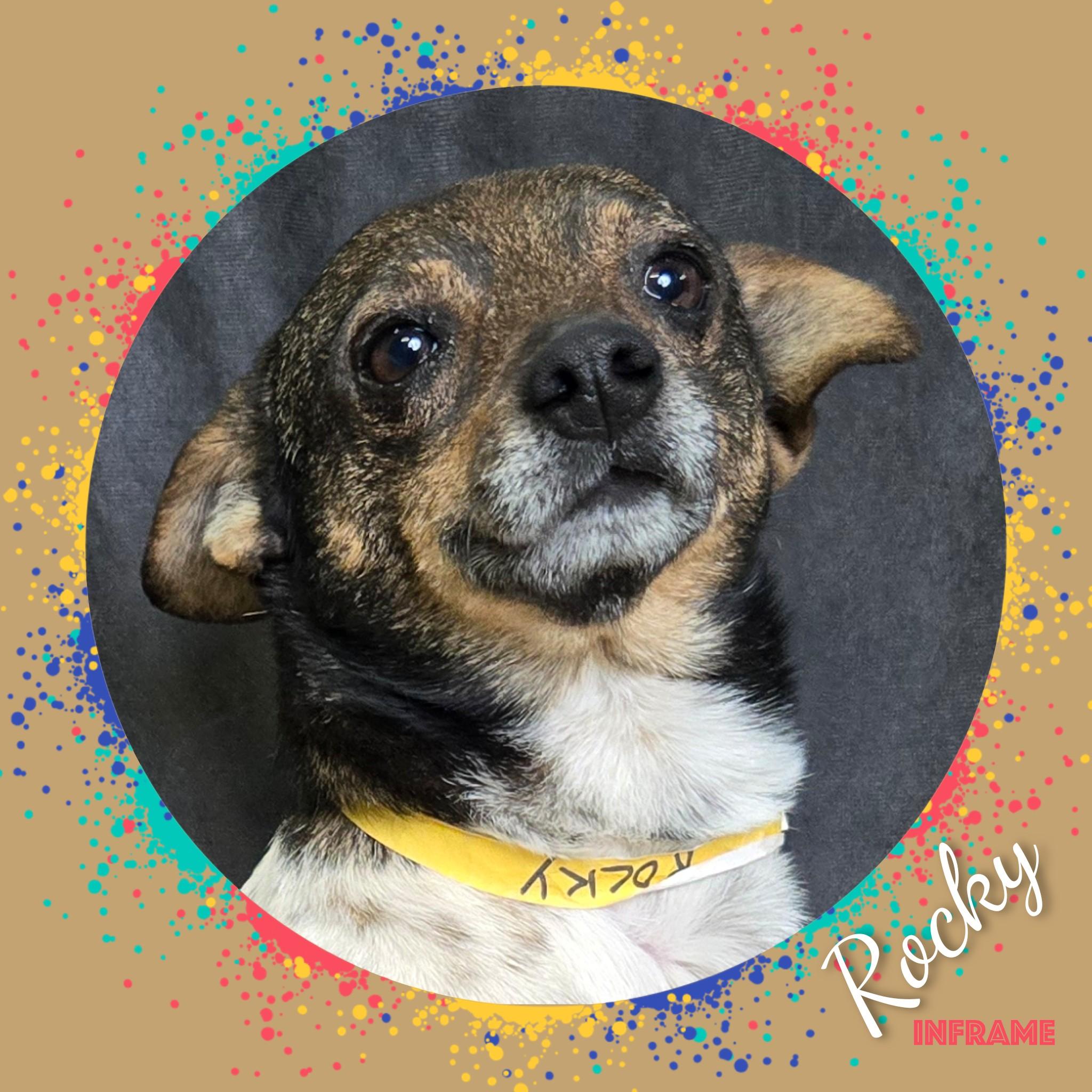 Enlarge Rocky, a ADOPTABLE mixed breed in Fredericksburg, VA image 5/6