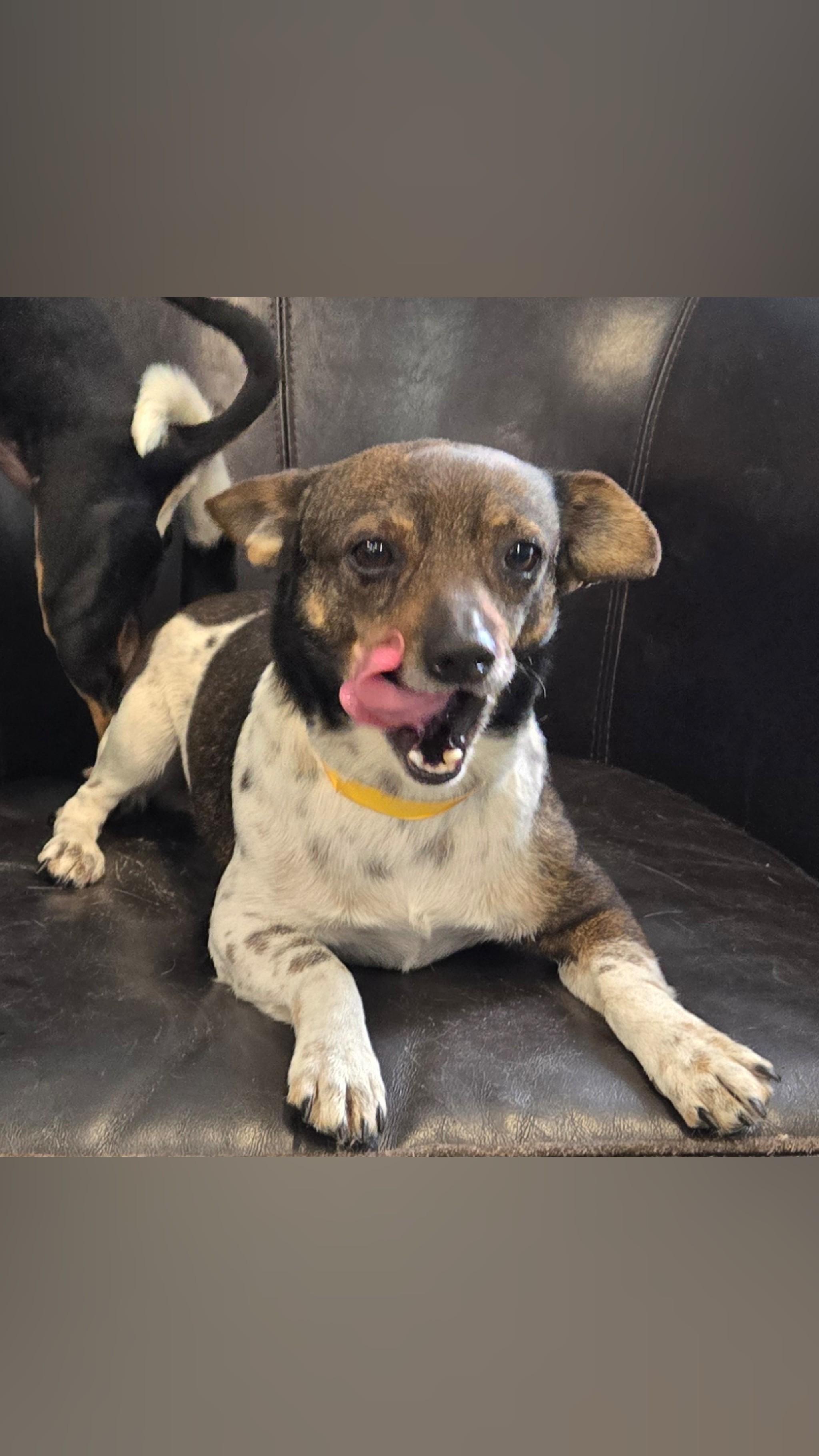 Enlarge Rocky, a ADOPTABLE mixed breed in Fredericksburg, VA image 2/6