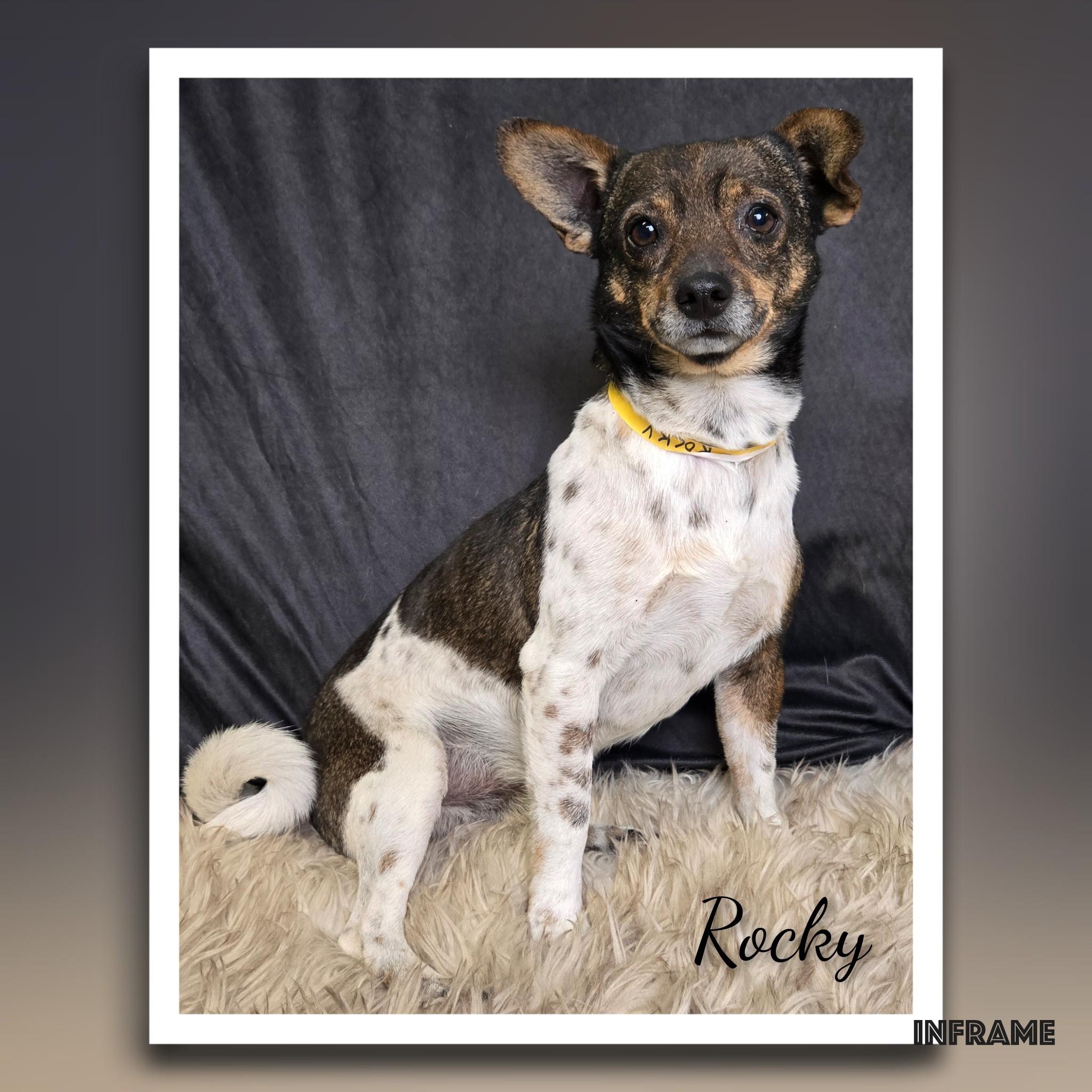 Enlarge Rocky, a ADOPTABLE mixed breed in Fredericksburg, VA image 1/6