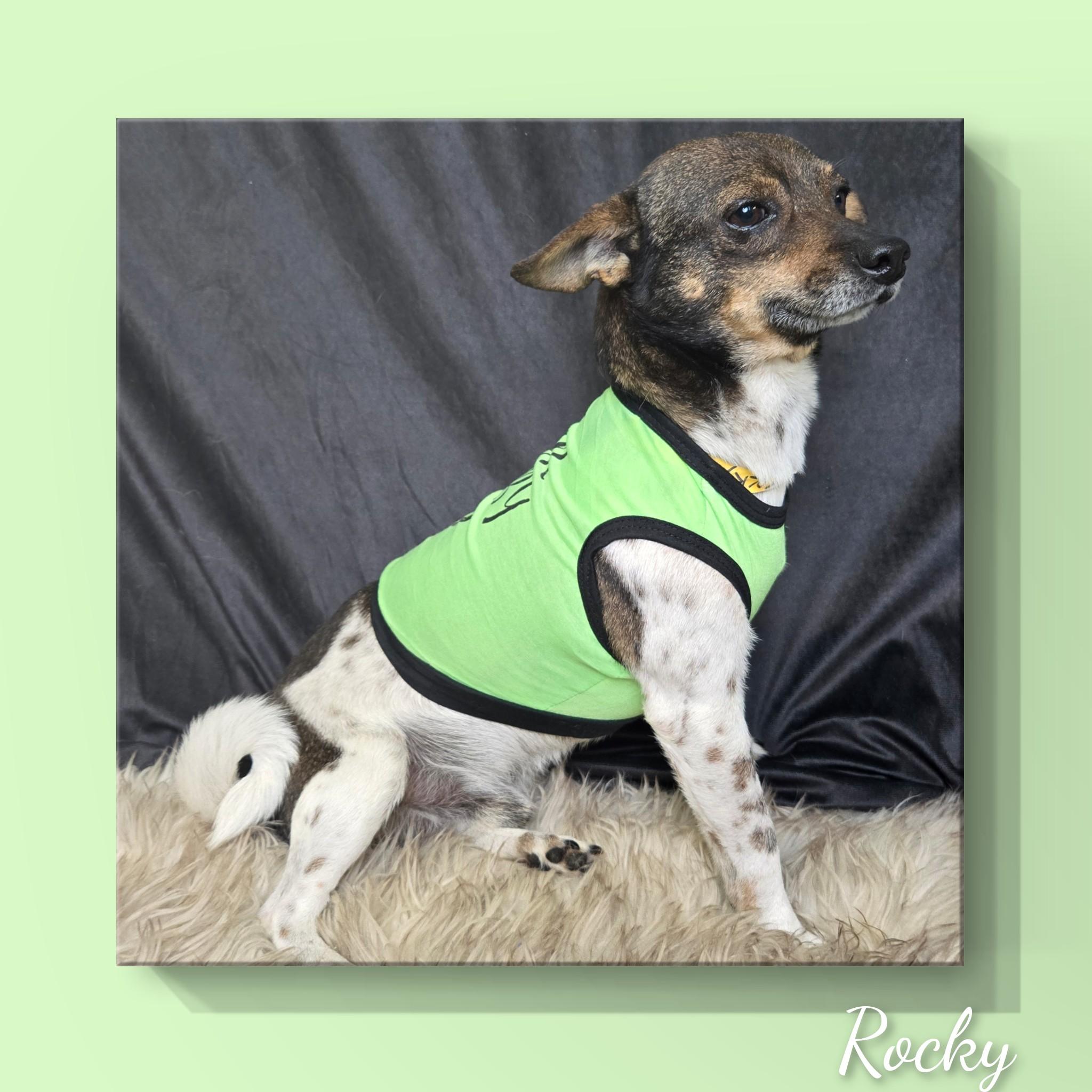 Enlarge Rocky, a ADOPTABLE mixed breed in Fredericksburg, VA image 3/6