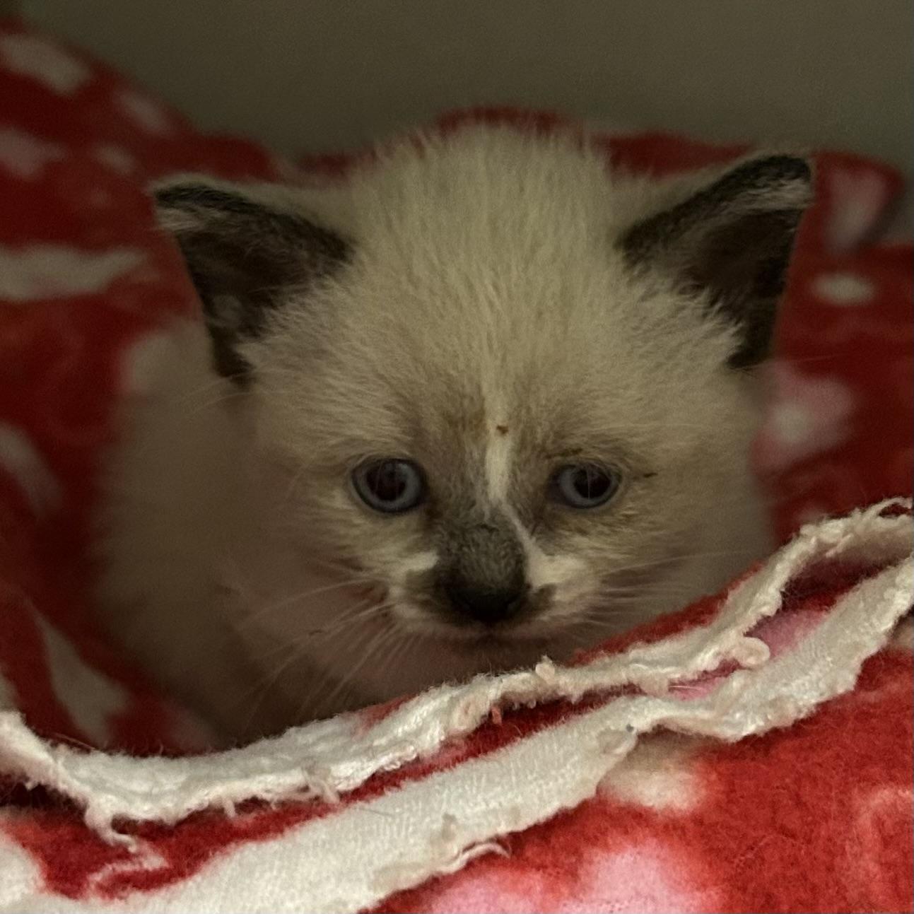 Vanilla Bean, adopted, Kitten Female Domestic Short Hair.