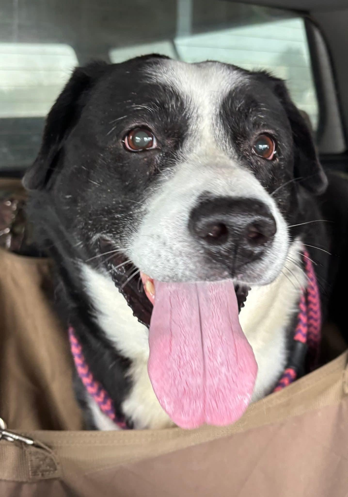 Sam, adopted, Senior Male Border Collie.