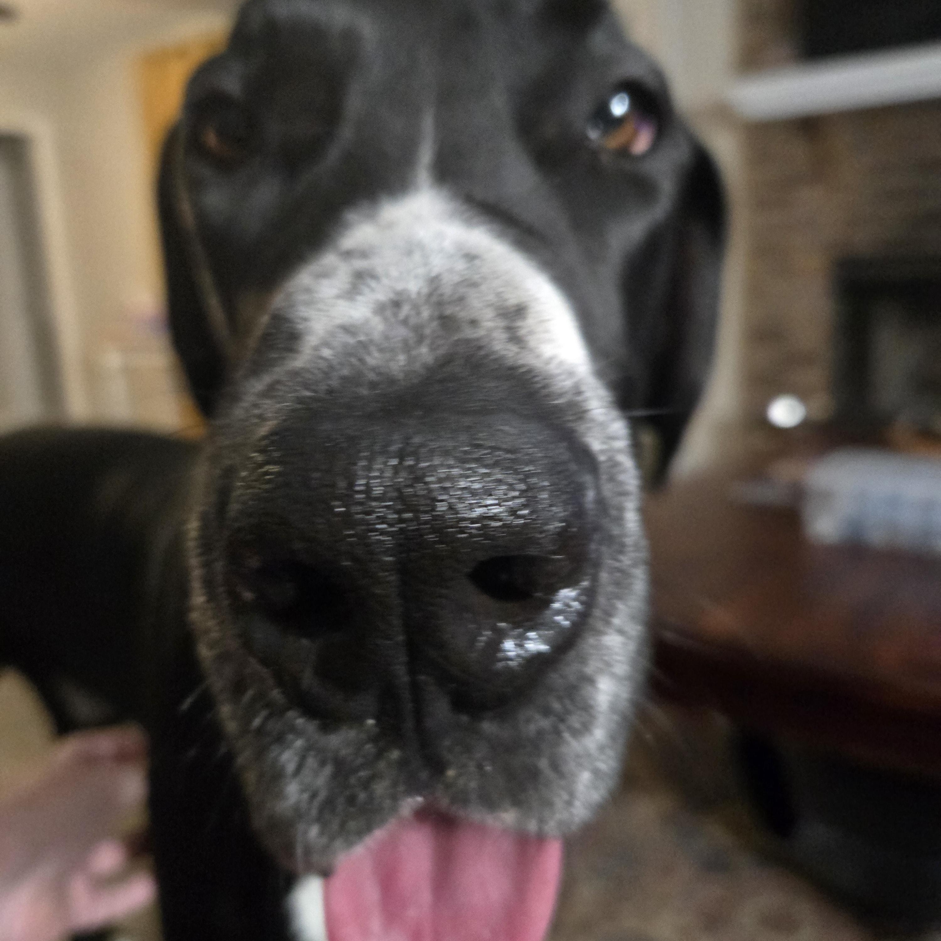 Huey, a ADOPTABLE Great Dane in Pensacola, FL image 3/6