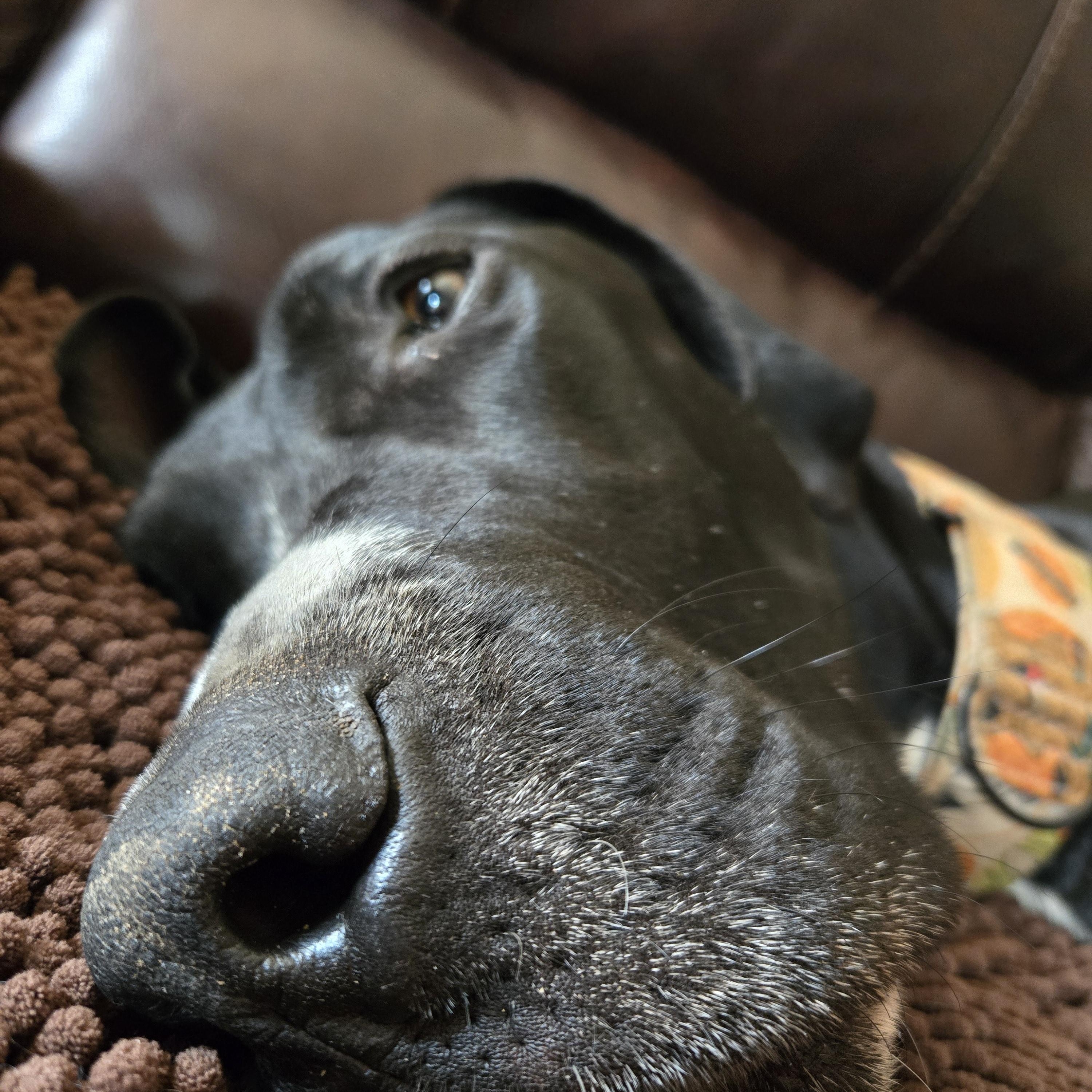 Huey, a ADOPTABLE Great Dane in Pensacola, FL image 4/6