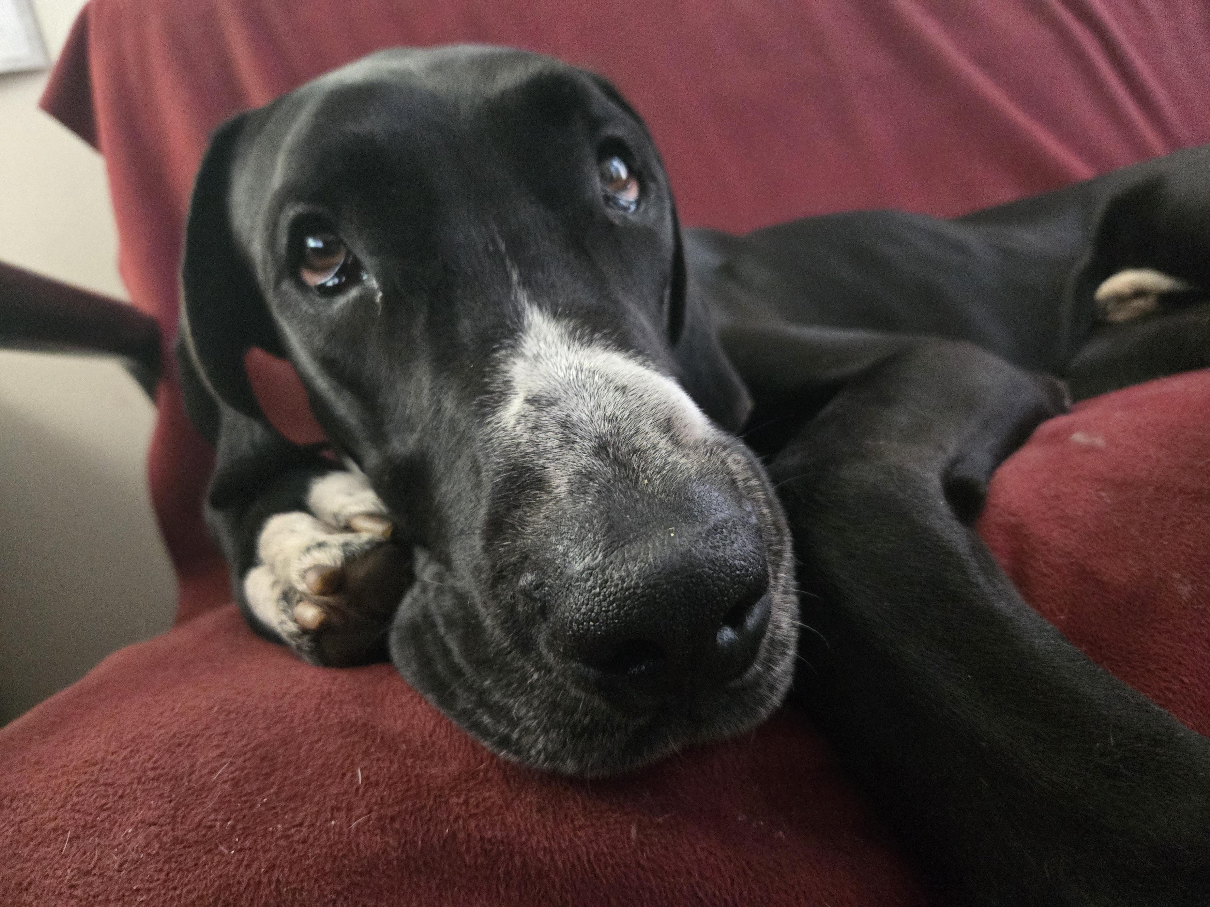 Huey, a ADOPTABLE Great Dane in Pensacola, FL image 1/6