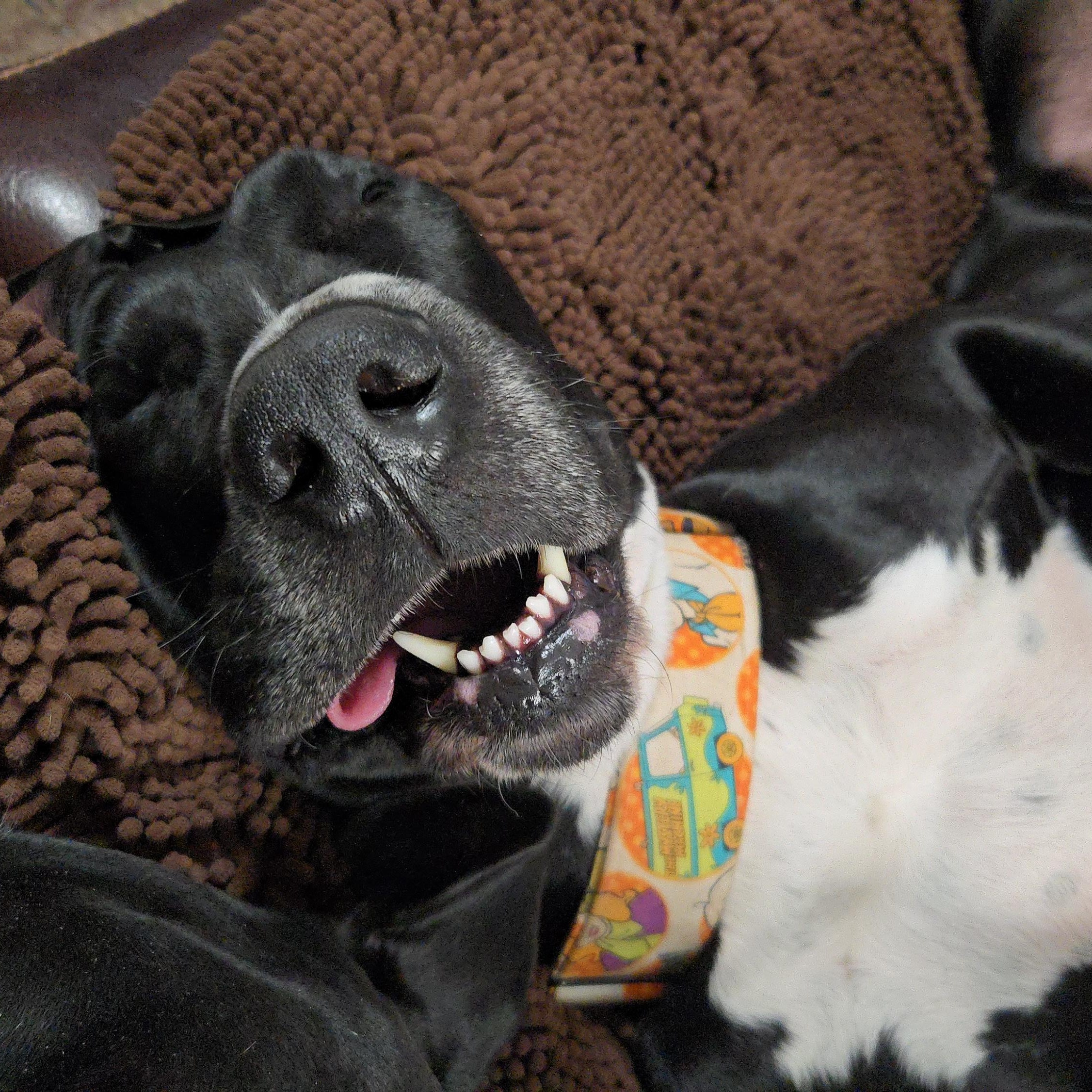 Huey, a ADOPTABLE Great Dane in Pensacola, FL image 2/6