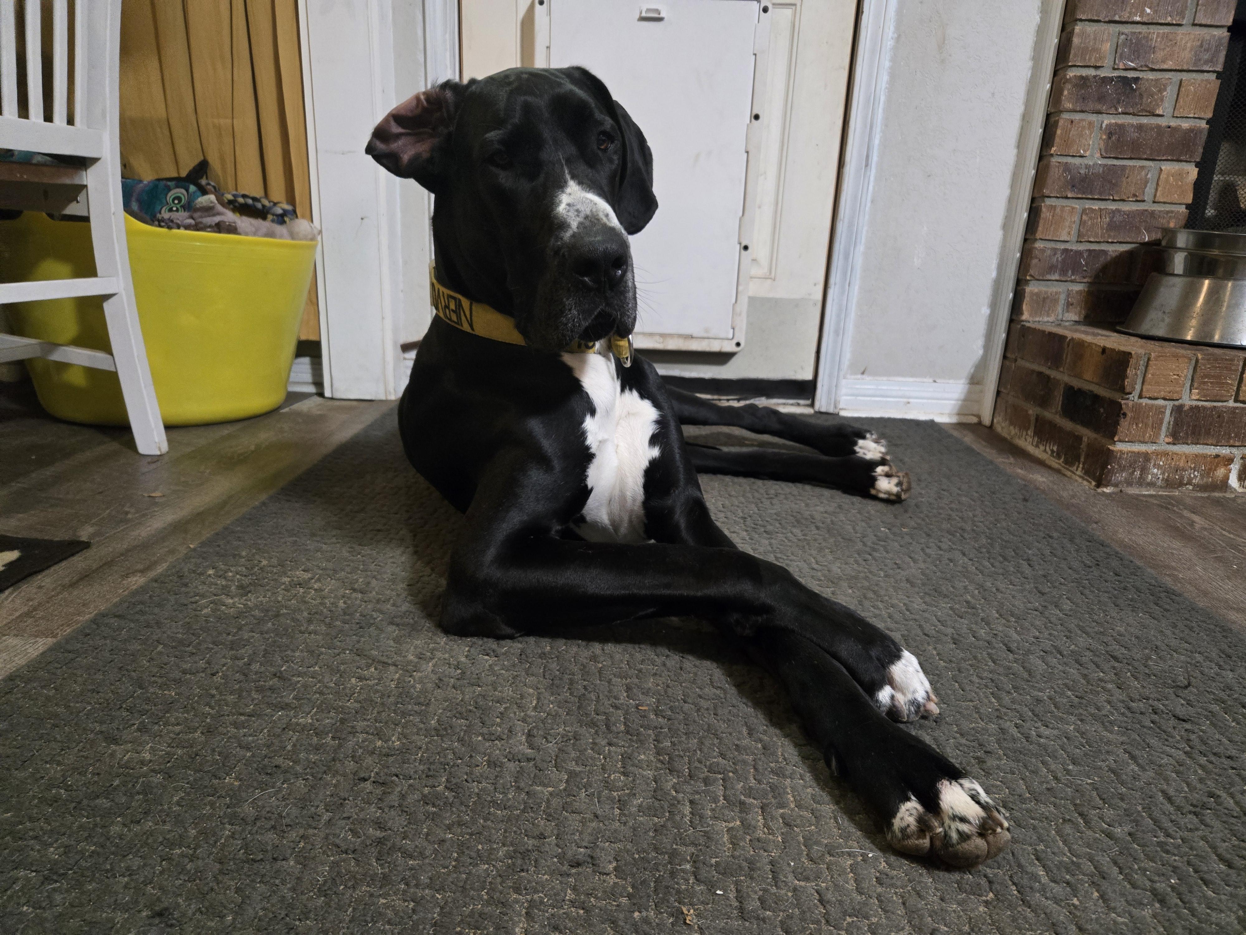 Huey, a ADOPTABLE Great Dane in Pensacola, FL image 5/6