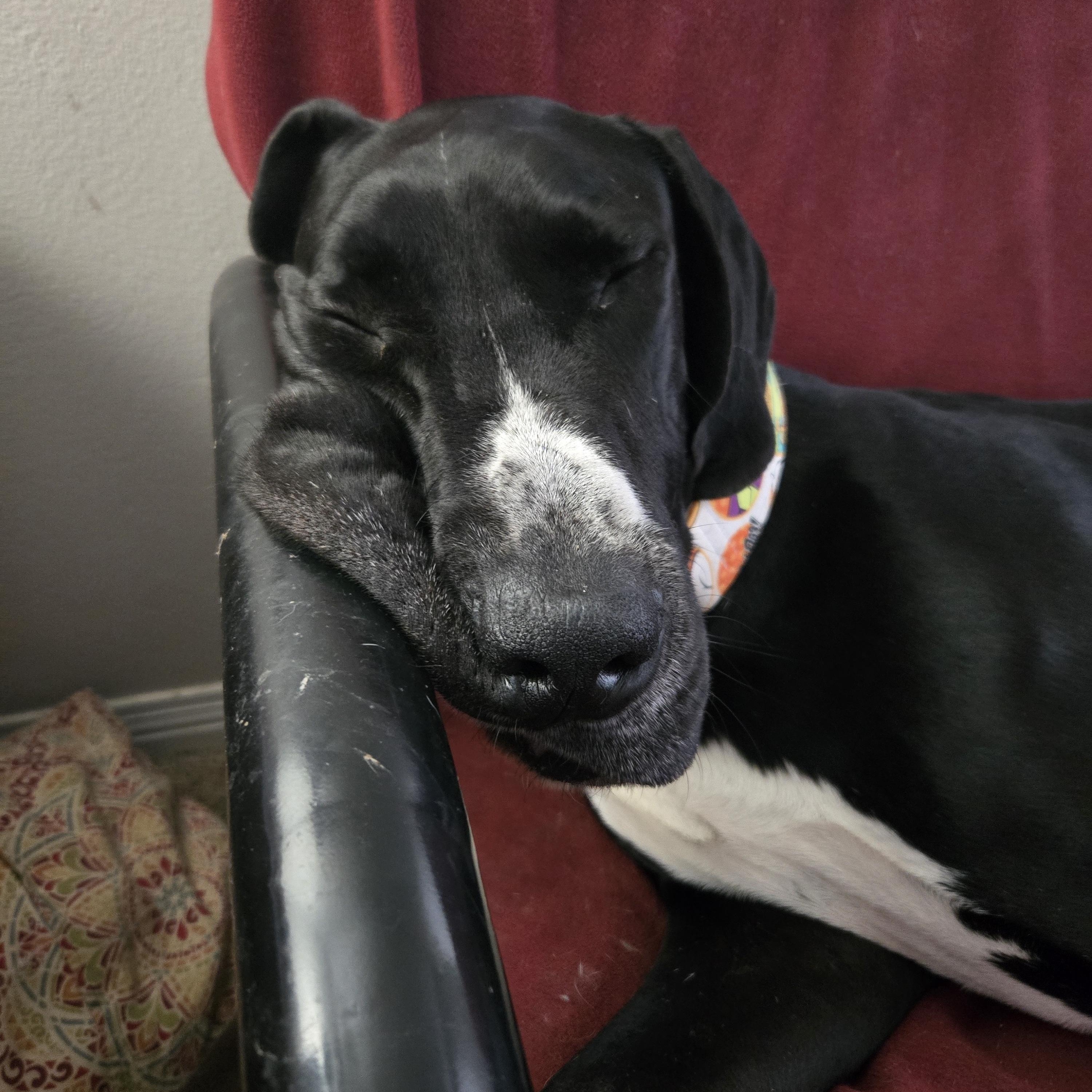 Huey, a ADOPTABLE Great Dane in Pensacola, FL image 6/6